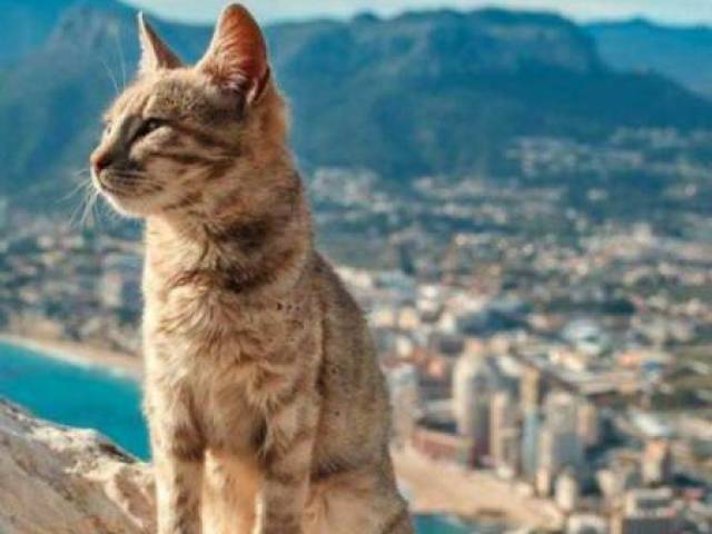 Gato🐈