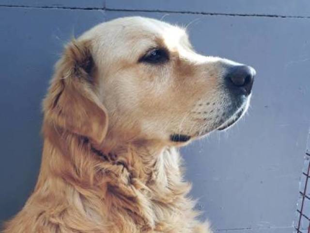Cachorro🐕
