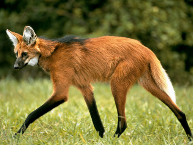 Lobo guará