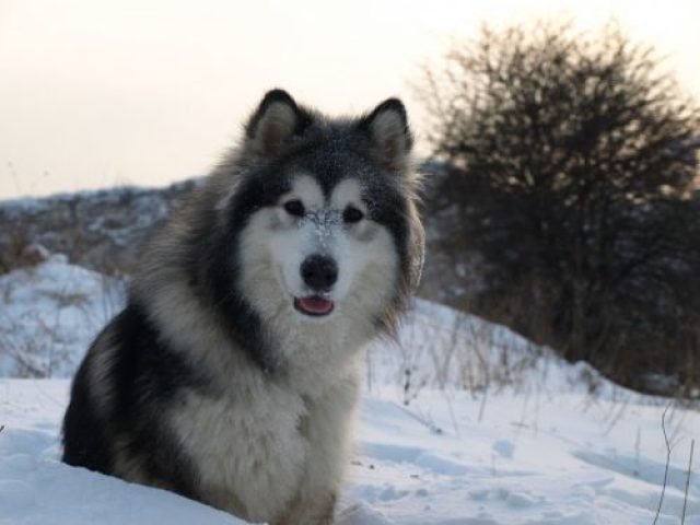 Malamute do Alasca