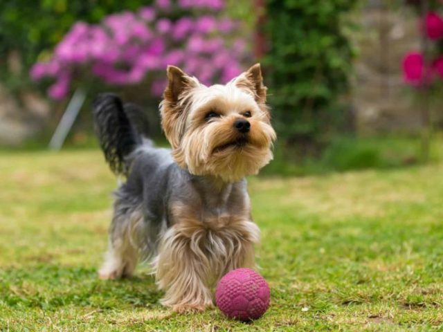 Yorkshire Terrier