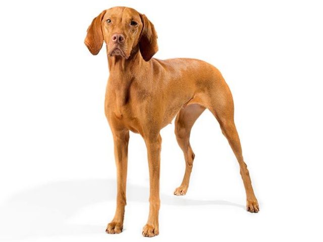 Vizsla