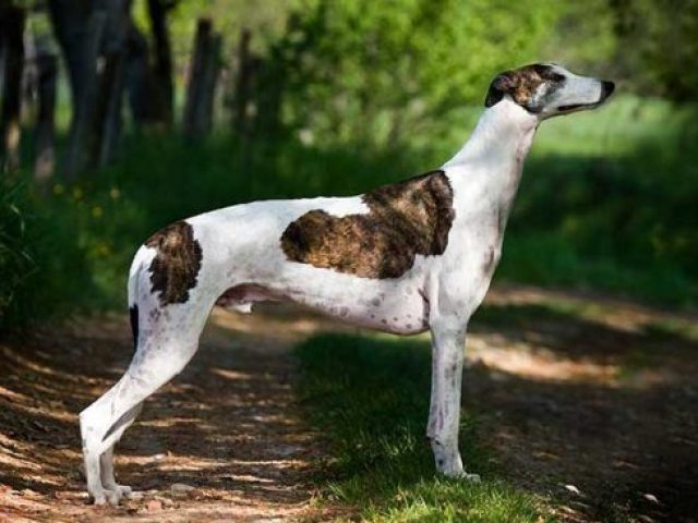 Galgo inglês (Greyhound)