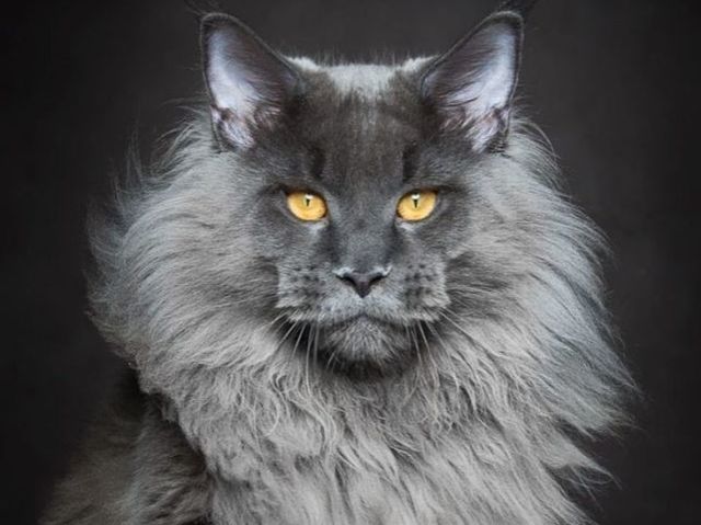 Maine Coon