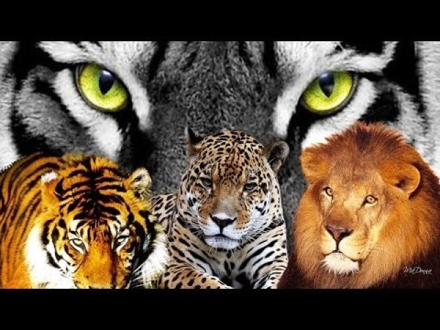 Conhecimento felino