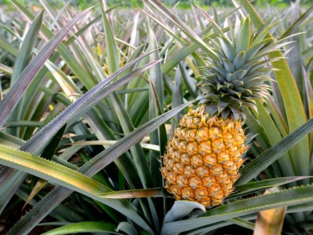 Abacaxi