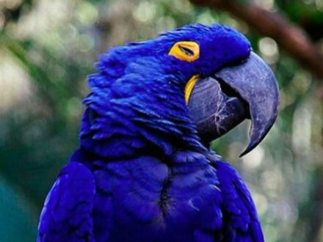 Arara azul