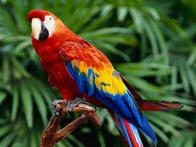 Arara-vermelha