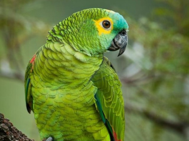 Papagaio