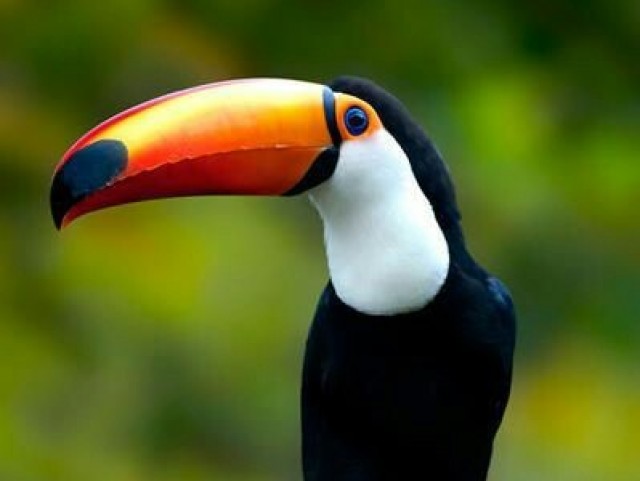 Tucano