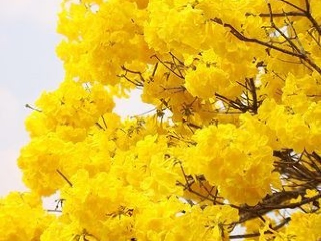 Amarelo