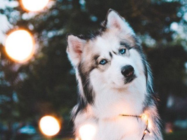 Cachorro