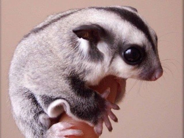 Sugar Glider