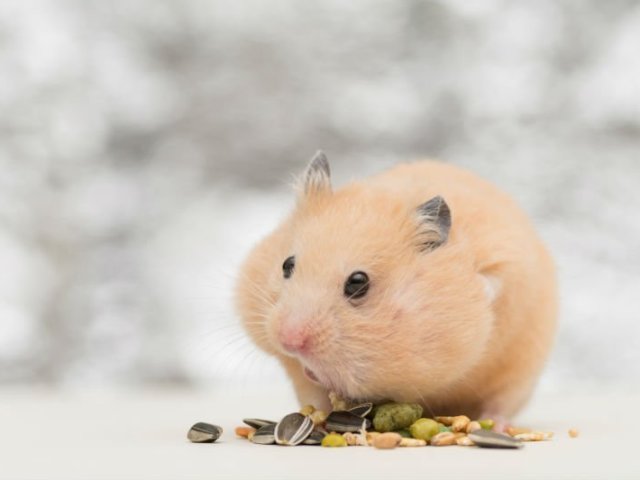 Hamster