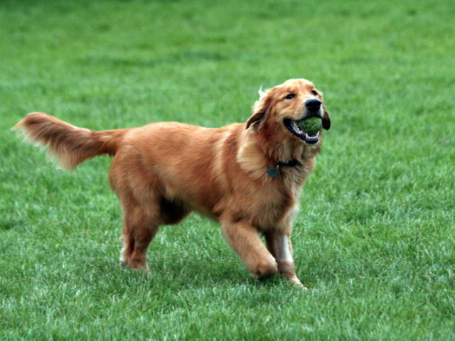 Golden Retriver