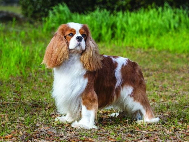 Cavalier King Charles Spaniel