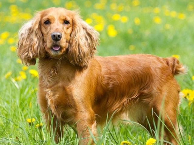 Coker spaniel