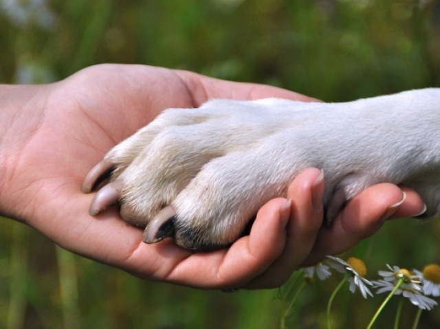 Qual raça de cachorro você seria?