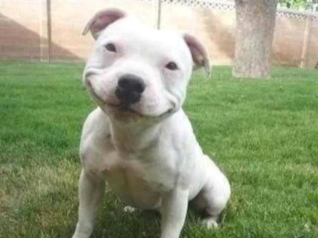 Pitbull