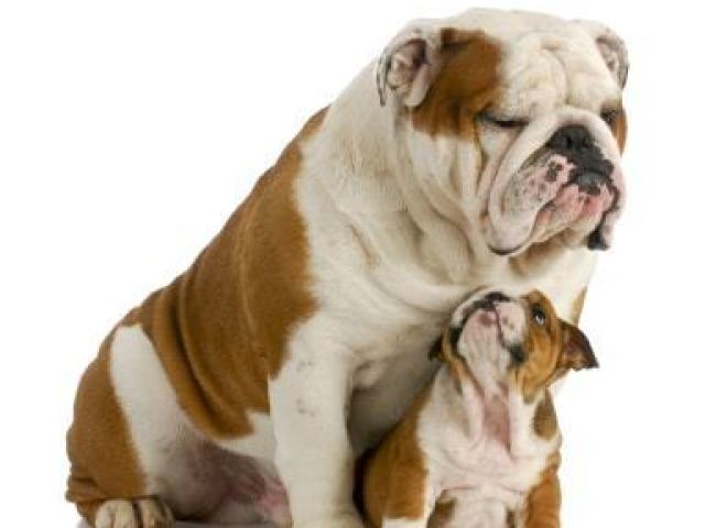 Bulldog Inglês
