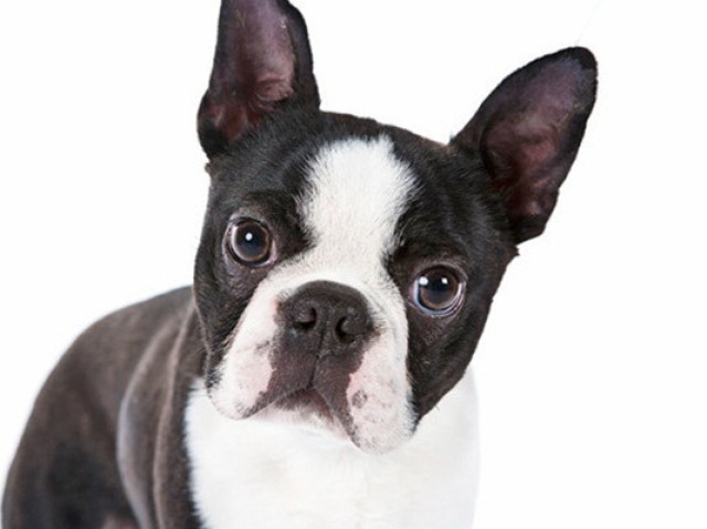 Boston Terrier