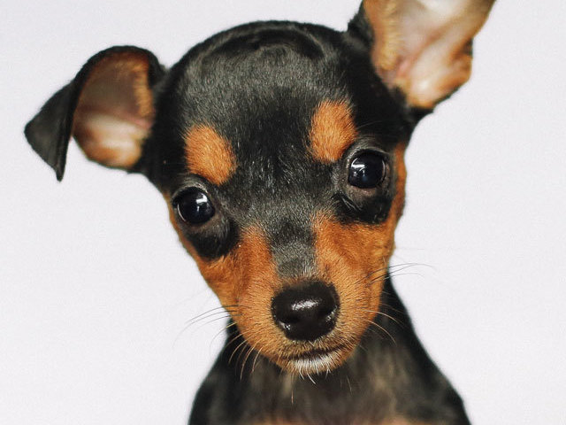 Pinscher