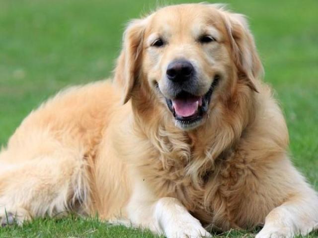 Golden Retriver