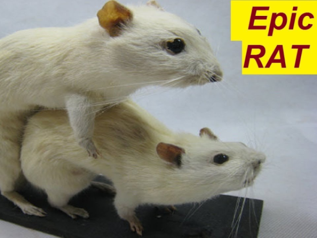 Epic RAT