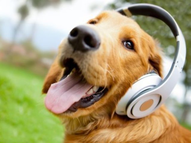 Audição