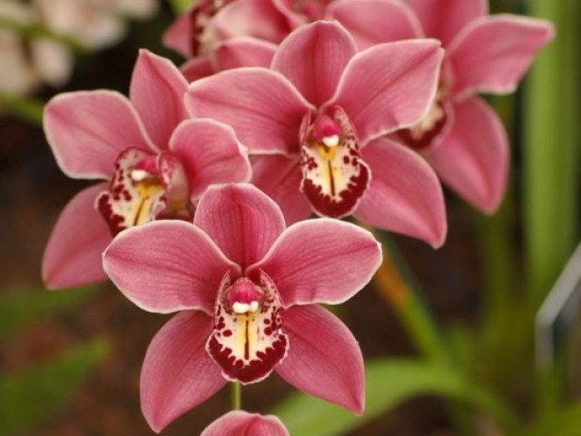 Orquídea