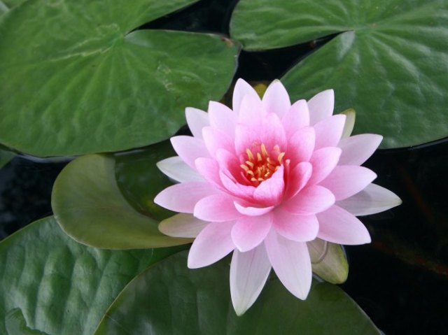 Flor de lótus