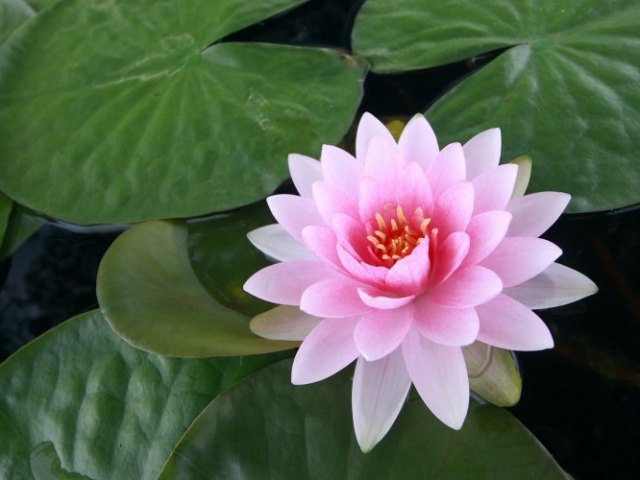 Qual flor combina com a sua personalidade?