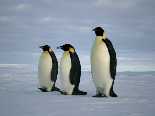 Pinguim