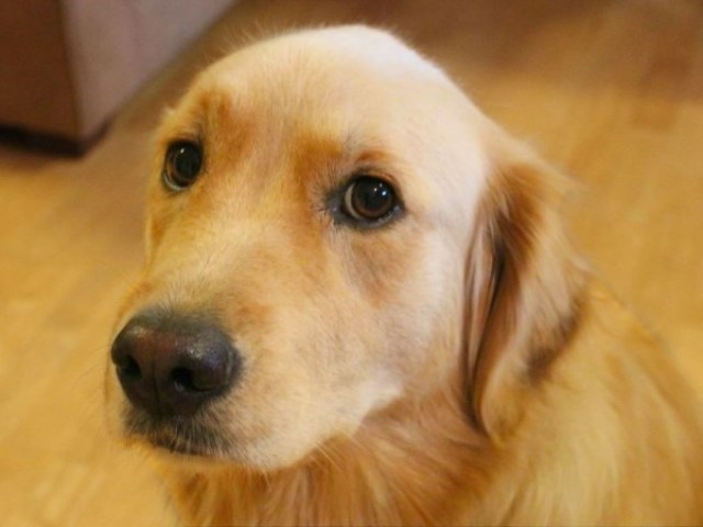 Cachorro
