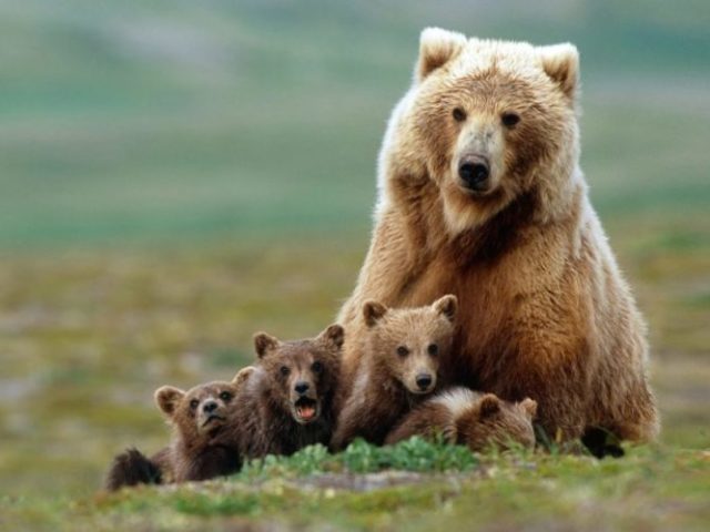 Urso