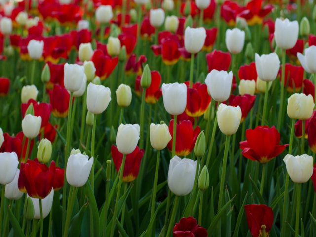 Tulipa