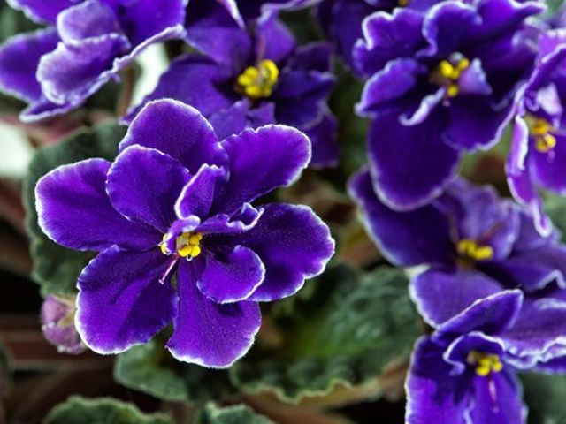 Violeta