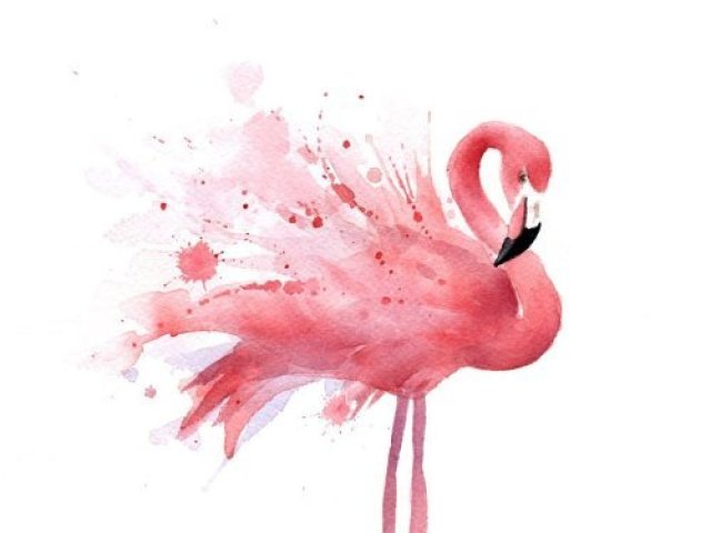 flamingo