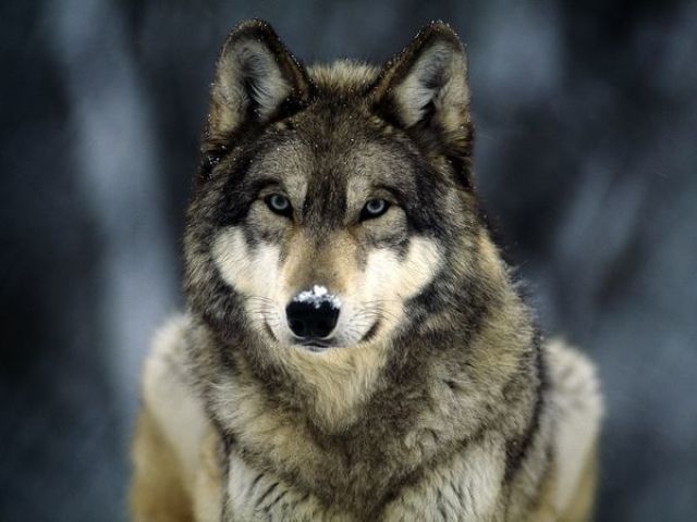 Lobo