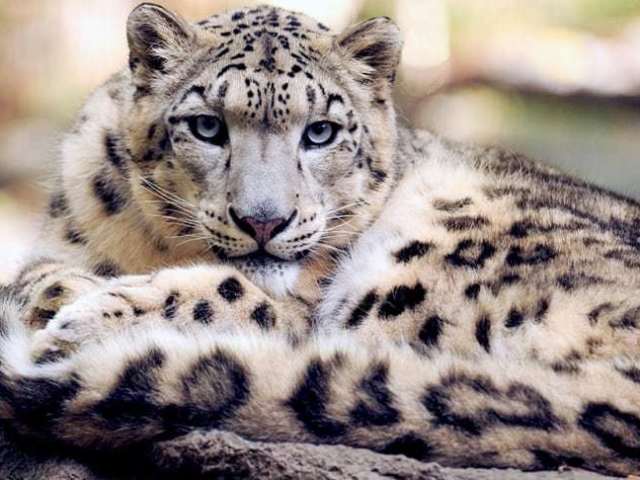 Qual felino mais combina com a sua personalidade?