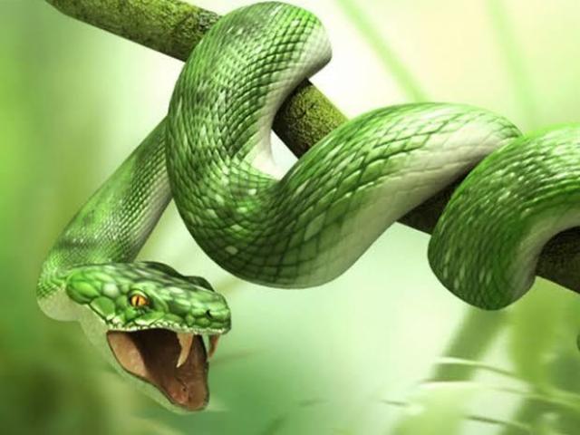 Serpente