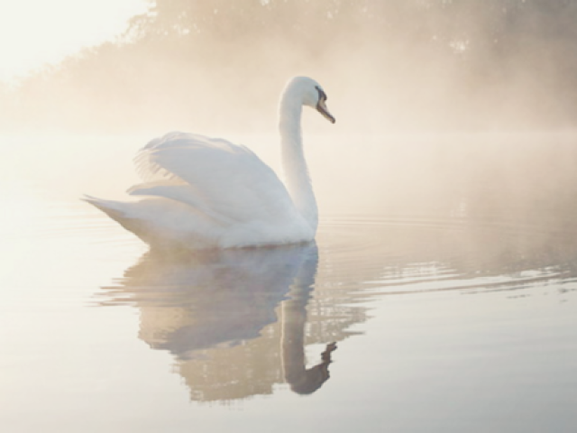 Cisne - O Patinho Feio