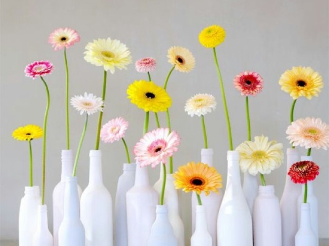 Gerbera