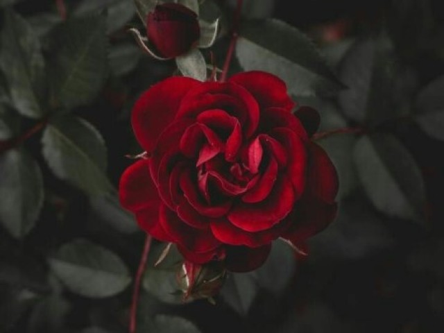 Rosa Vermelha