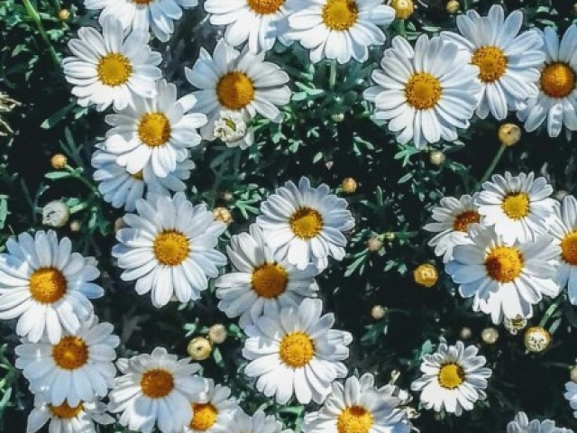 Margaridas