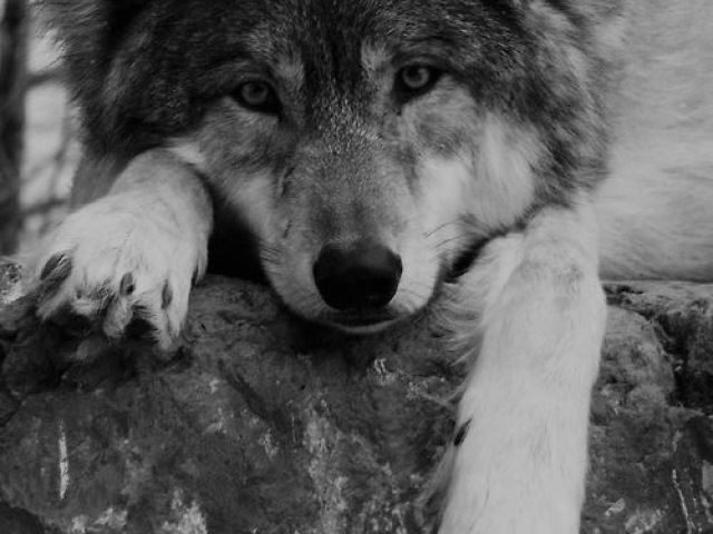 Lobo