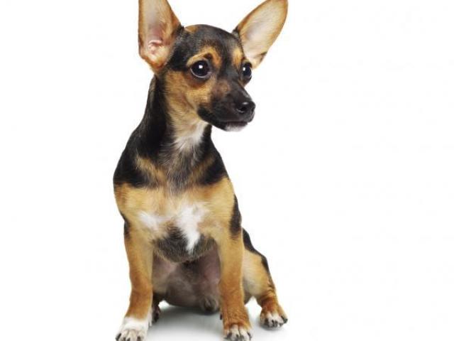 Pinscher