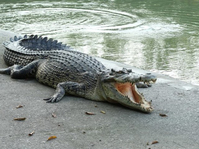 Crocodilo