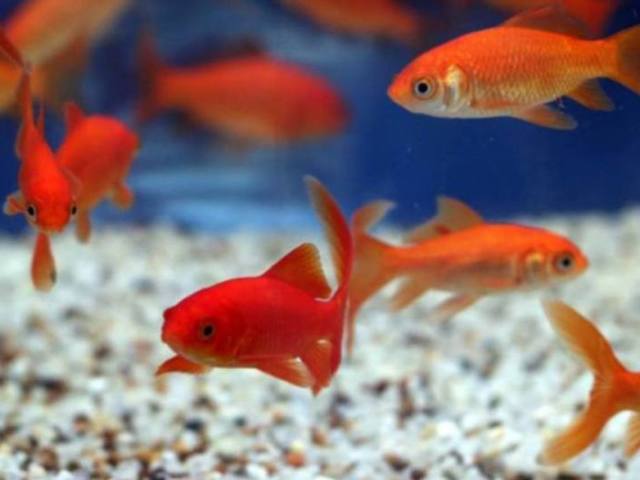 Peixe