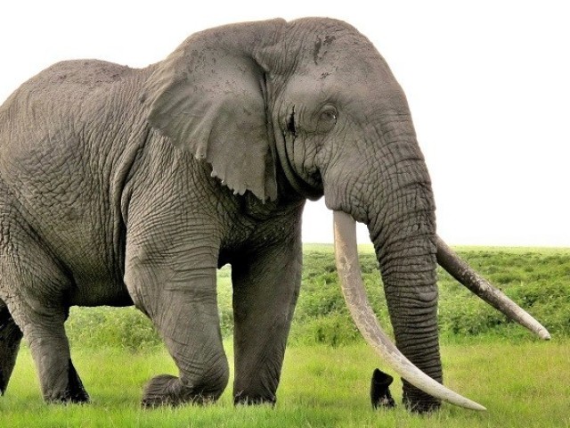 elefante